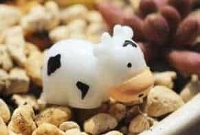 Cute Cow