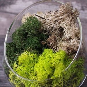 Reindeer Moss