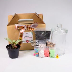 Christmas Terrarium Gift Box
